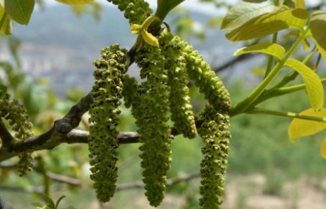 挂在树上似毛毛虫若见到别不懂它是长寿菜60元1斤