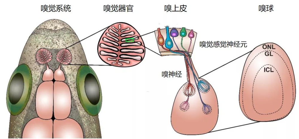 斑马鱼|神奇！斑马鱼“闻”出水体咸淡