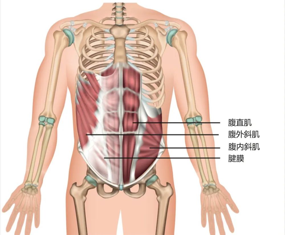 腹部肌肉也不例外,都由腹直肌,腹外斜肌,腹内斜肌等结构组成