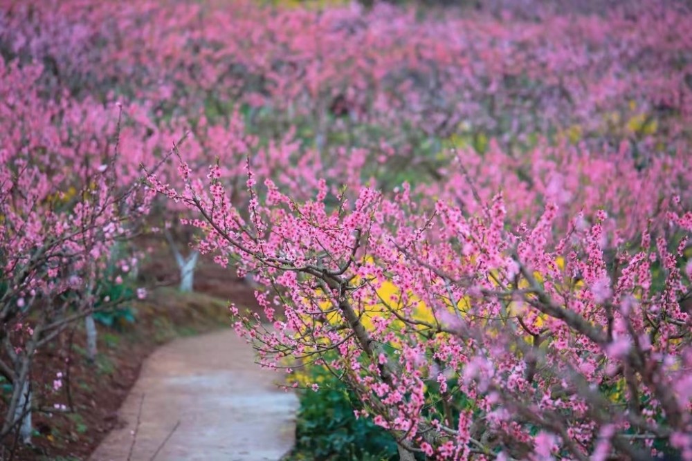 遂宁市市花图片