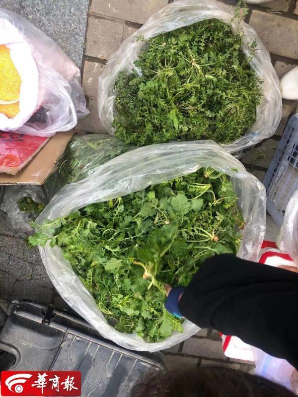 华商报记者发现,除了香椿之外,荠菜,马齿笕,白蒿,苜蓿等野菜也纷纷