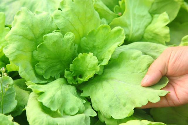 农药残留|大叶茼蒿|茼蒿