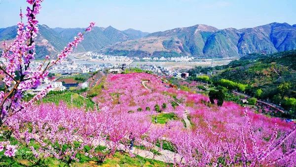 桃花朵朵满商山来丹凤桃花谷解锁现代版世外桃源