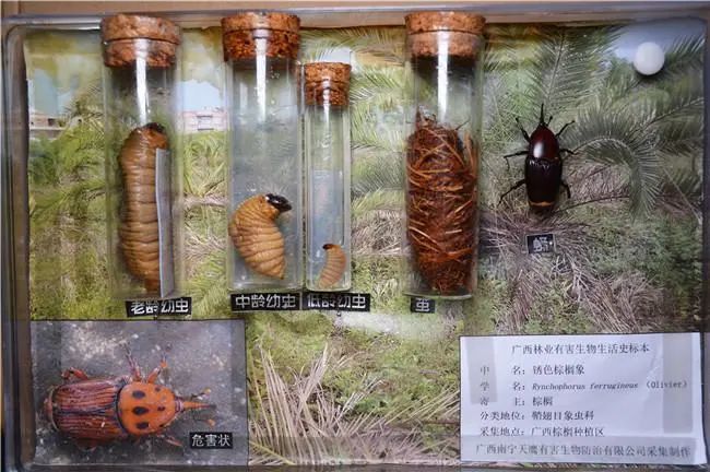 桂林|官方叫停！又一骗局曝光，桂林大批人被坑惨！