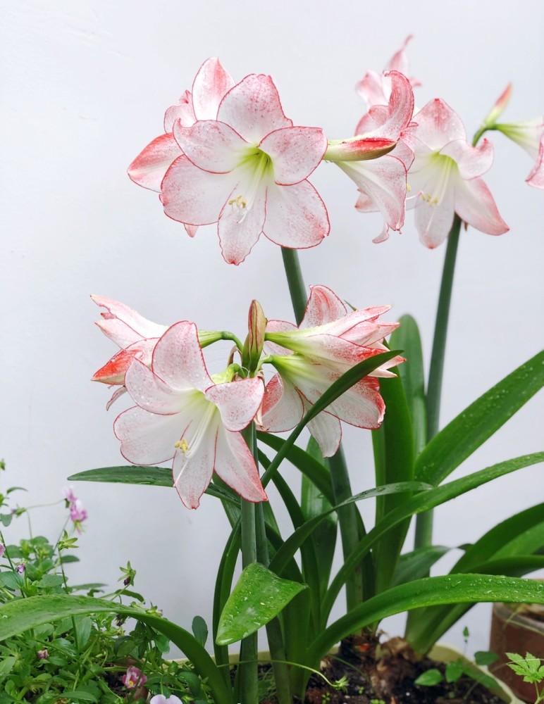 朱顶红"焦点",单瓣品种的美丽天花板,自带仙气,好看又好养