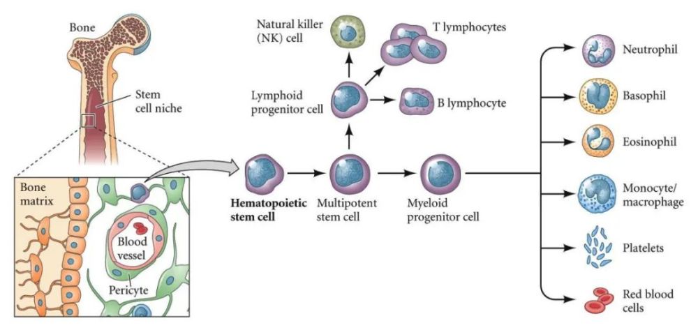 免疫|都说运动提高免疫力，你知道其生物学机制吗？研究首次重磅揭晓