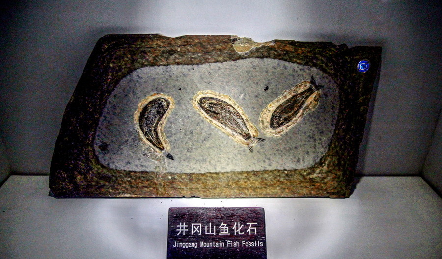 为什么水母这类软体动物,也能形成化石?大自然自有"答案"_腾讯新闻