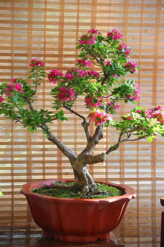 巧妙的三叶梅造型,真简单,"4步造型,4步整形"颜值就倍增!|三角梅|盆景