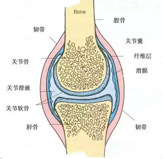 膝关节由股骨下端,胫骨上端,髌骨构成,以及内外侧半月板,交叉韧带,侧