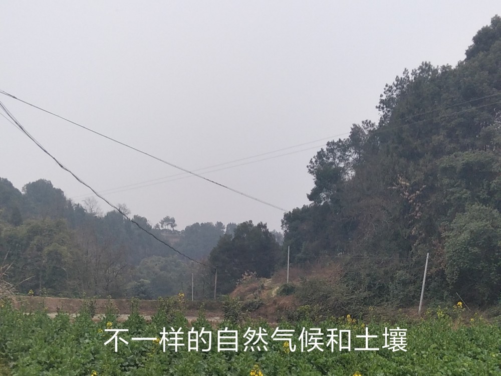 方家坝村|走进隐藏600多年的奇特村庄—四川方家坝村