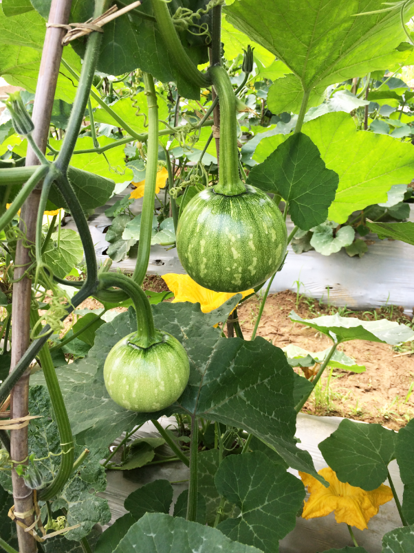 拿走不谢 这样种南瓜 卖价高50 亩产值上万元 腾讯新闻