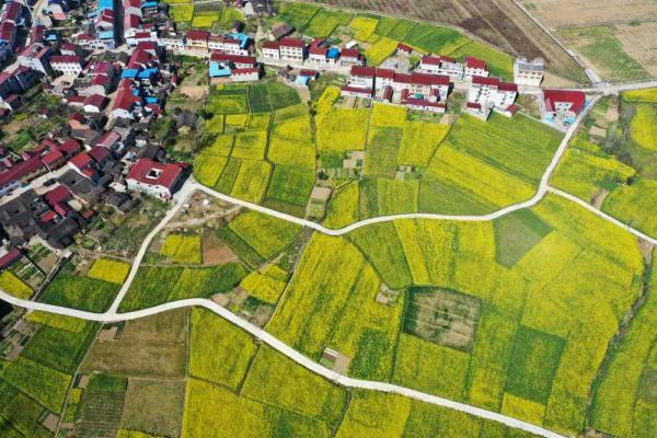 这是3月4日在湖北省保康县马良镇拍摄的油菜花田(无人机照片).