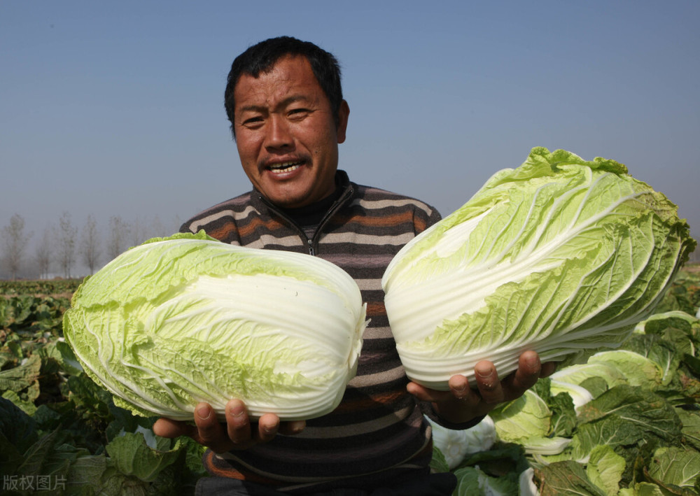 白菜|糖尿病患者大可放心吃的2种食物，建议您经常吃一吃