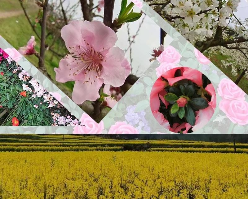 桃花杏花油菜花 花花 竞开时 谁让你过敏了 腾讯新闻