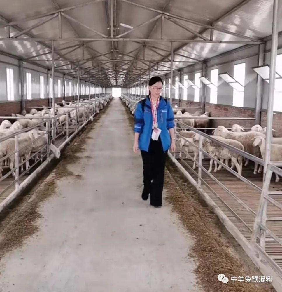 饲料|小米糠能喂羊吗？怎样喂？丨养羊学堂