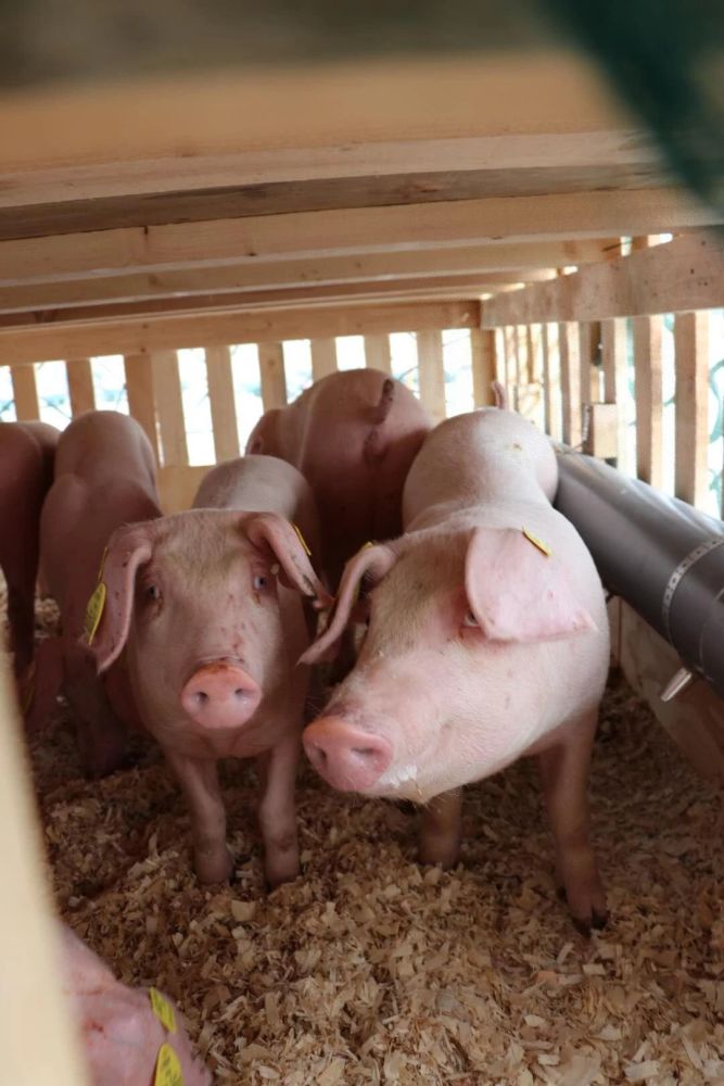 种猪|半月谈｜别让本土猪绝种了