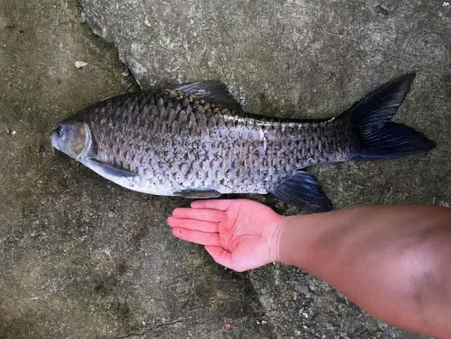 四川,重慶是清波魚的故鄉,岷江流域原來也有很多,不過這些年環境變遷