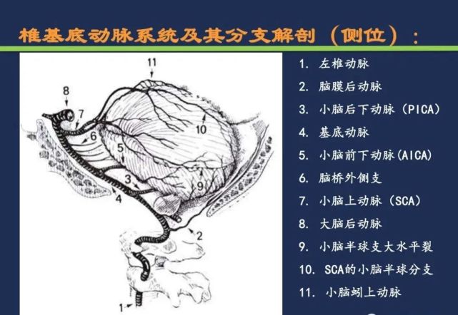 基底动脉尖小脑后下动脉小脑前下动脉脑桥旁正中动脉小脑前上动脉丘脑