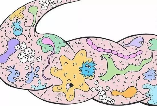 肠道|决定你胖瘦的肠道微生物，更喜欢吃哪些食物？