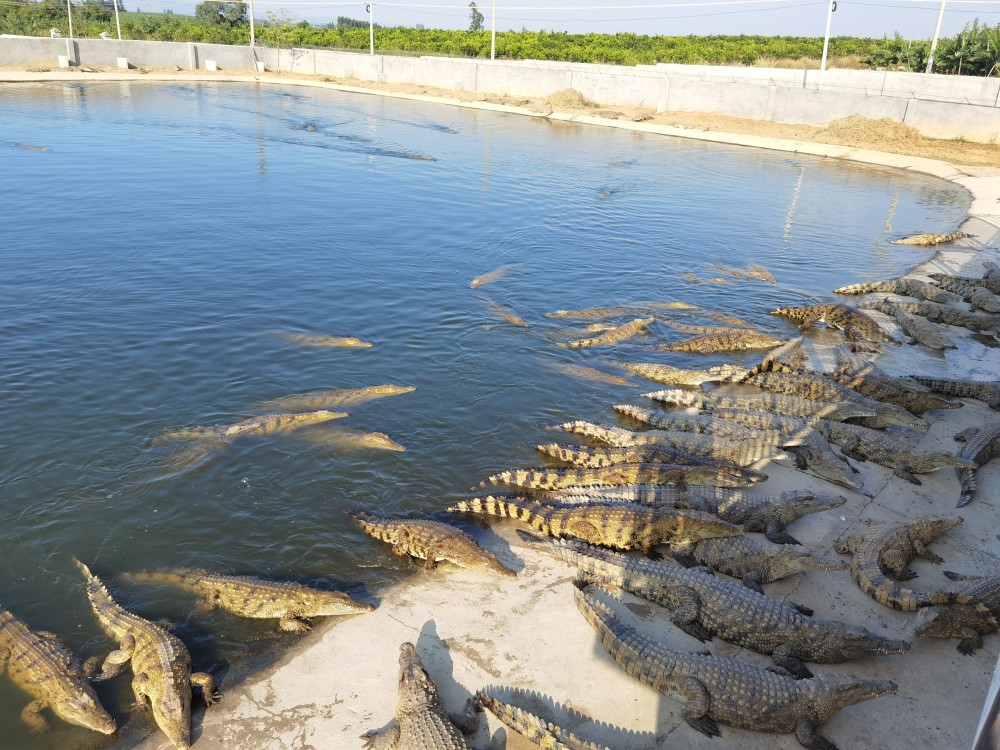 鳄鱼什么情况下不咬人?防范方法来了_腾讯新闻