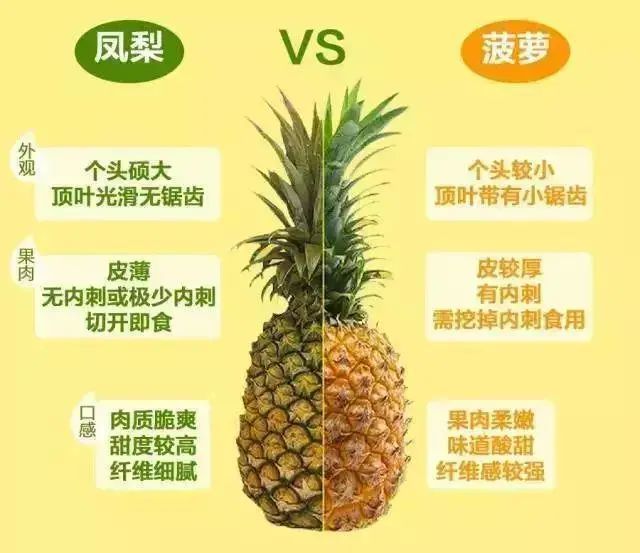 酵素|台媒：凤梨萃取酵素能降低感染新冠肺炎？