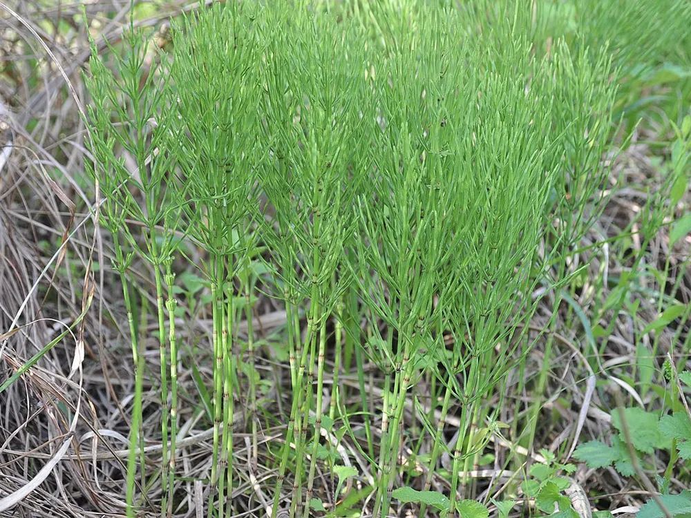 根能从土壤里吸收黄金枝是美味野菜却遭农民痛恨人称缺德草