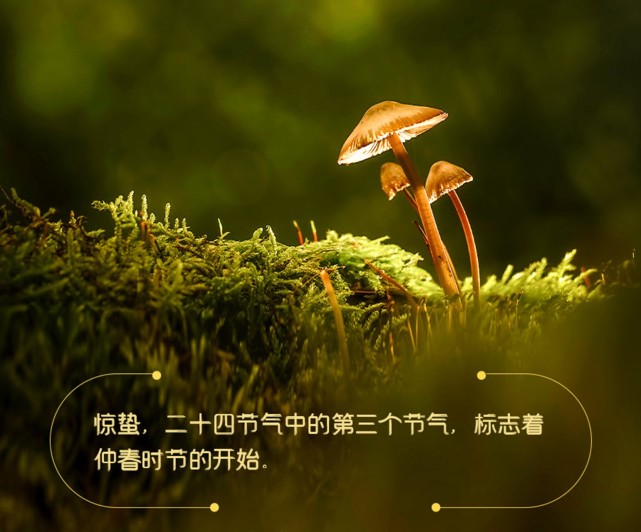 惊蛰蛰伏芳华尽春色向阳万物生倾听春醒来的声音