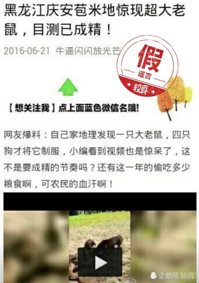 老鼠|脑洞太大！黑龙江的30斤大老鼠和转基因没有半毛钱关系