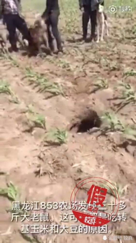 老鼠|脑洞太大！黑龙江的30斤大老鼠和转基因没有半毛钱关系