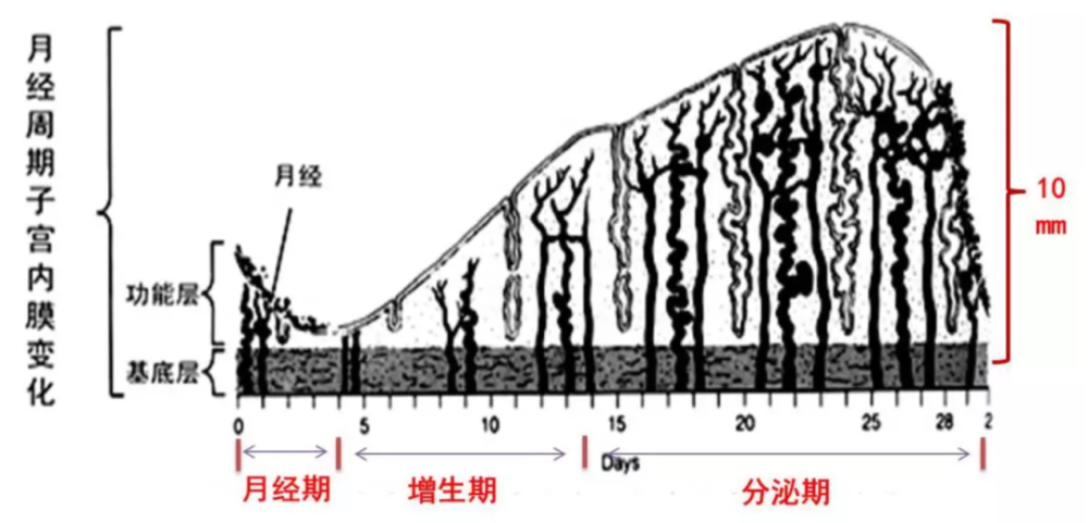 子宮內膜增厚,會不會得癌?關鍵要看月經