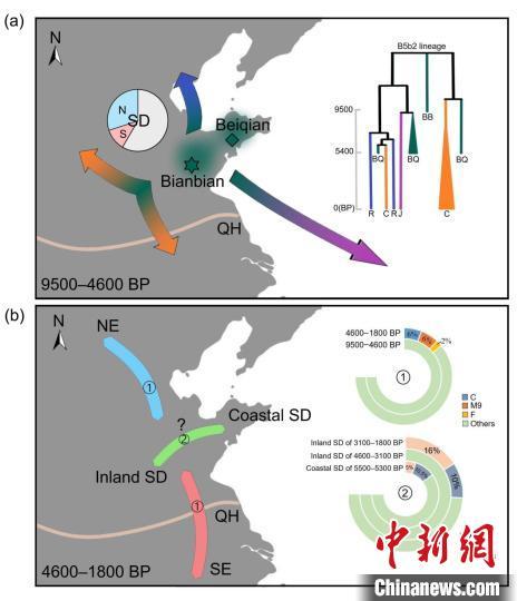 dna|古DNA揭示山东人群跨7700年演化：母系遗传结构具多样性