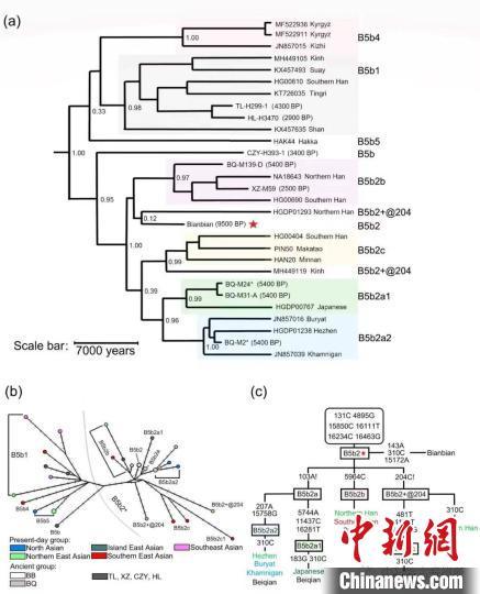 dna|古DNA揭示山东人群跨7700年演化：母系遗传结构具多样性