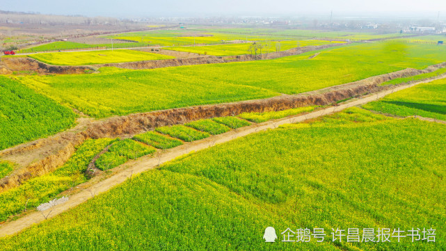 2021年3月4日,河南許昌,襄城縣首山腳下的油菜花海(無人機照片).