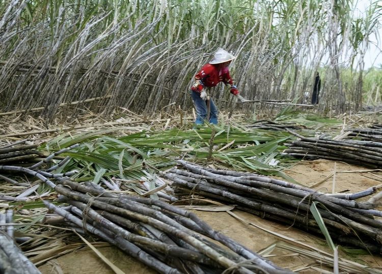 甘蔗|甘蔗栽培技术，要想种植高产量甘蔗，必须根据方法去管理