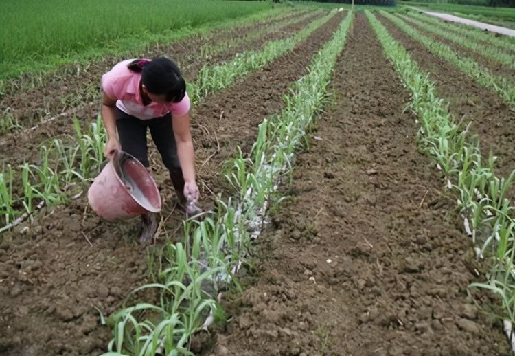 甘蔗|甘蔗栽培技术，要想种植高产量甘蔗，必须根据方法去管理