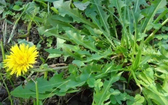 四川農村用來餵豬的野菜翻身當了寶貝你吃過幾個