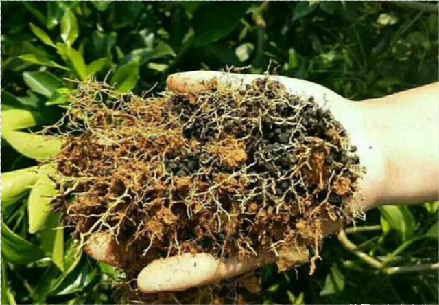 土壤重茬严重,作物根系严重受损,怎么办?_腾讯新闻