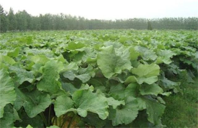 牛蒡的种植方法农民掌握以下要点收获高产优质的牛蒡