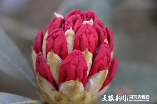 3月下旬 毕节百里花海即将绽放 腾讯网