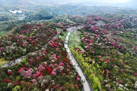 3月下旬 毕节百里花海即将绽放 腾讯新闻