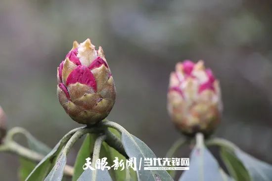 3月下旬 毕节百里花海即将绽放 腾讯新闻