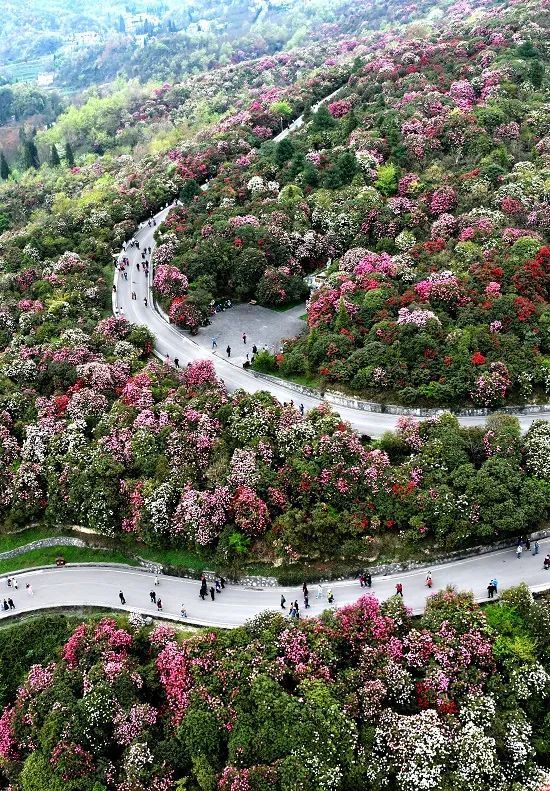 3月下旬 毕节百里花海即将绽放 腾讯网