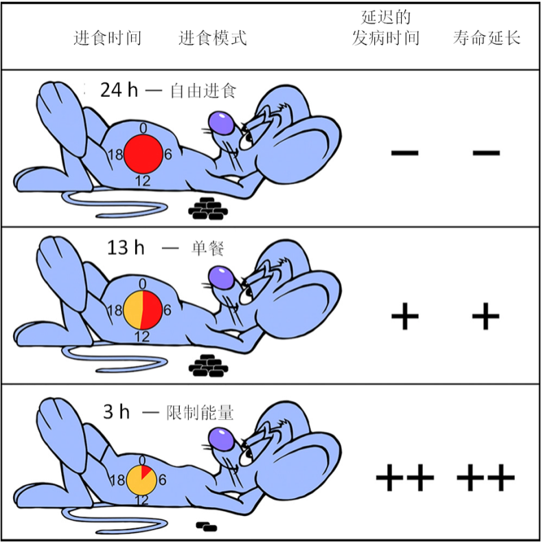 饮食|别盲目跟风！“少食多餐死得快”这个新研究不是那么简单