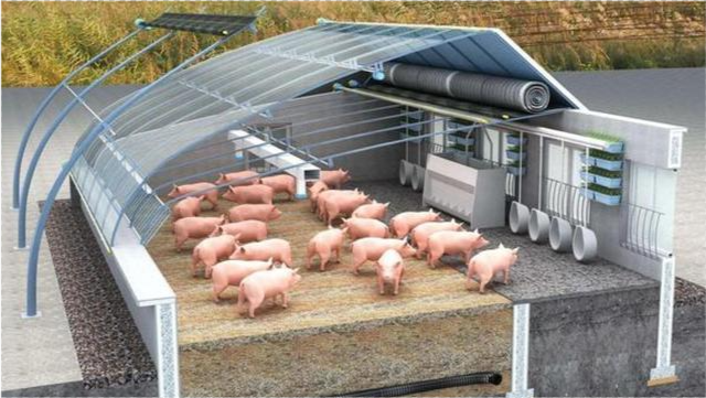 东北地区建设生猪养殖大棚前,一定要了解的三点,不然冬季很闹心的