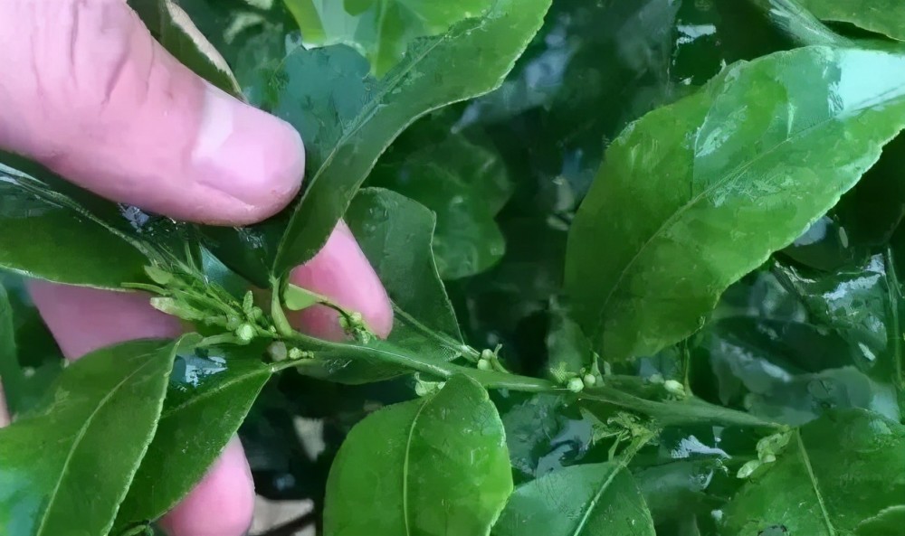 柑橘花芽分化的4大因素以及促进花芽分化的4大措施 腾讯新闻