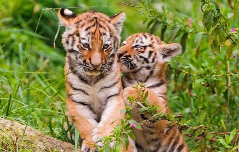 老虎|古人说“虎生三子，必有一彪”，那么彪是什么？和老虎有区别吗？