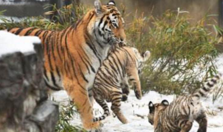 老虎|古人说“虎生三子，必有一彪”，那么彪是什么？和老虎有区别吗？