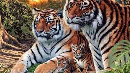 老虎|古人说“虎生三子，必有一彪”，那么彪是什么？和老虎有区别吗？