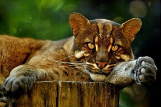 老虎|古人说“虎生三子，必有一彪”，那么彪是什么？和老虎有区别吗？