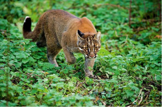 老虎|古人说“虎生三子，必有一彪”，那么彪是什么？和老虎有区别吗？